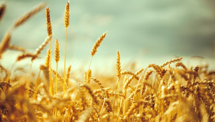Buğday yağının yüze uygulanması ne kadar doğru?