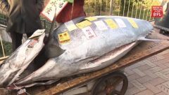 Tokyo balık pazarı’ndaki yılbaşı müzayedesinde 520 pound ağırlığındaki dev ton balığı uçuk fiyata satıldı