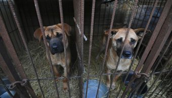 Güney Kore’de köpek etinin ticaret ve tüketimini yasaklayan tasarı Ulusal Meclisten geçti