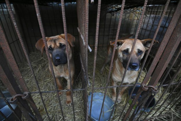 Güney Kore’de köpek etinin ticaret ve tüketimini yasaklayan tasarı Ulusal Meclisten geçti