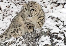 Hindistan’da 718 kar leoparının yaşadığı tahmin ediliyor