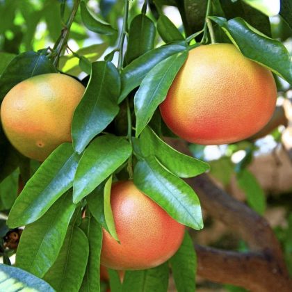 Narenciye Üreticiler Birliği Derneği’nden açıklama: “Narenciyede kötü yıl devam ediyor”