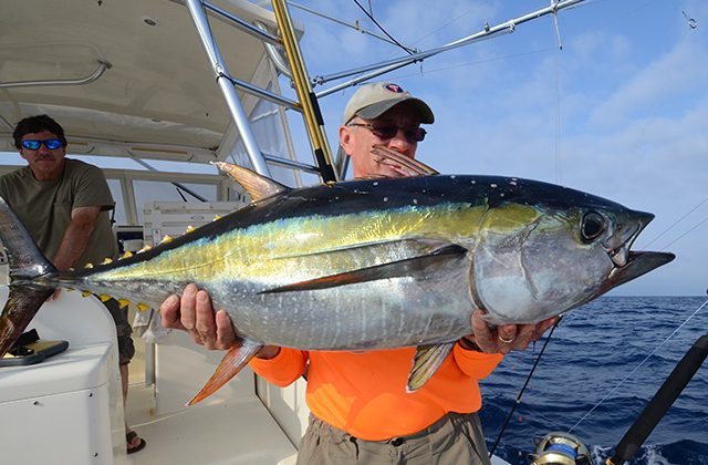 Ton balığında yüksek cıva: Sağlık tehlikesi devam ediyor