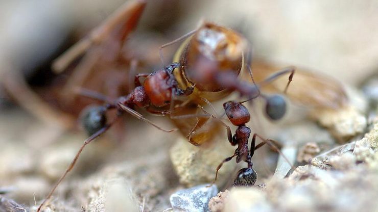 Avustralya, kırmızı ateş karıncalarıyla mücadele bütçesini 1 milyar dolara çıkardı