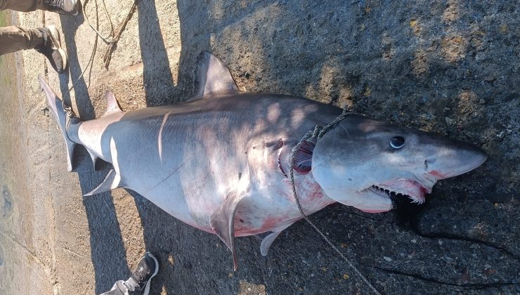 Yedidalga Limanı’nda nadir görülen kum köpekbalığı yakalandı