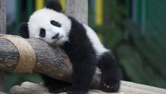 Çin’den ABD’ye 20 yılı aşkın süre sonra ilk kez panda kiralanıyor