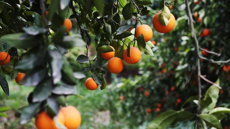 Türkiye’nin narenciye ürünleri ihracatı, 2023’te 1 milyar doları aştı