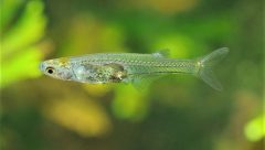 Küçük balık, büyük ses: Danionella cerebrum’un sesinin sırrı