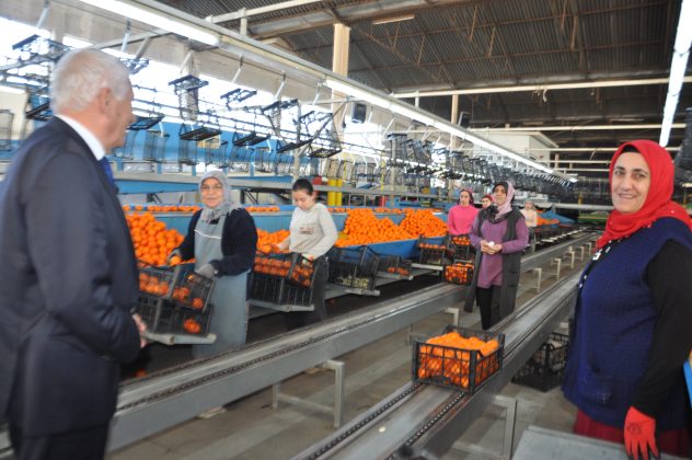 Özçınar bölgedeki narenciye fabrikalarını ve paketleme tesislerini ziyaret etti