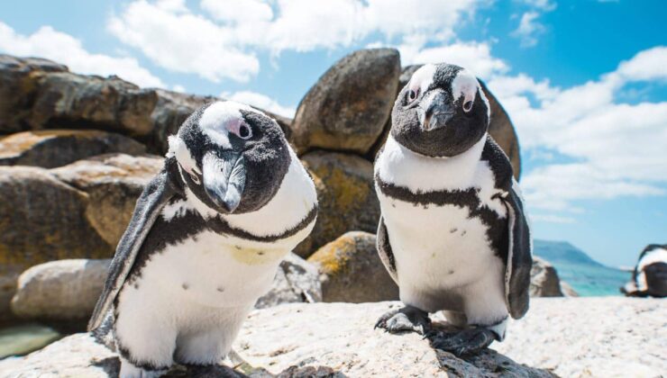 Afrika penguenlerinin nesli tehlikede: Bilim insanları 2035’e kadar yok olacaklarını öngörüyor