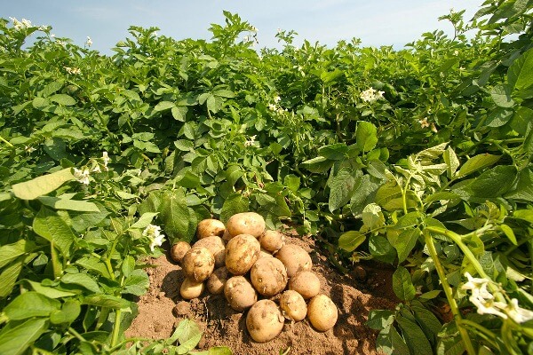 KTEZO’dan patates fiyatlarına tepki: Bu ülkenin iflasıdır